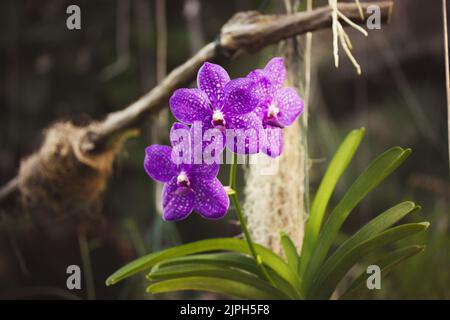 Wachsende lila Orchidee blüht in weißen Flecken in einem botanischen Garten. Wachsende exotische Phalaenopsis Blume voller Blüte. Blühende Blumen stamen in einem Stockfoto