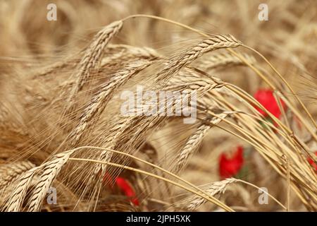 Ähren von Weizen auf dem Feld auf rotem Mohngrund. Ländliche Szene, Hintergrund für Ernte und Landwirtschaft Stockfoto