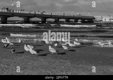 Eine schöne Aufnahme eines welligen Meeres mit einigen Möwen, die in Graustufen am Strand ruhen Stockfoto