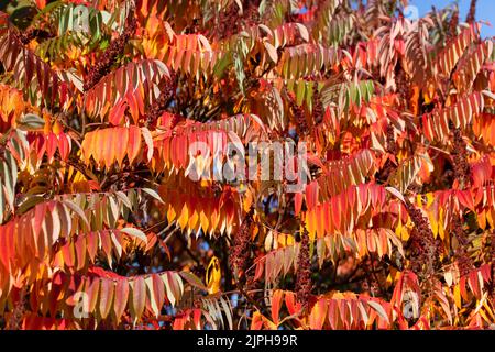 Viele Kastanien des Weißen Pferdes, Aesculus hippocastanum, in Nahaufnahme Stockfoto