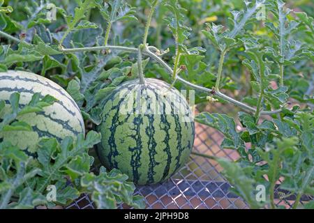 Wassermelone, Citrullus lanatus, auf einem Gitter in einem Garten Stockfoto