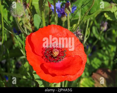 Schöner leuchtend roter Mohn mit lebhaften blauen Kornblumen im Hintergrund Stockfoto