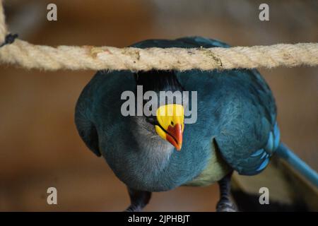 Eine Nahaufnahme eines großen blauen turaco in einem Zoo in einem verschwommenen Hintergrund Stockfoto