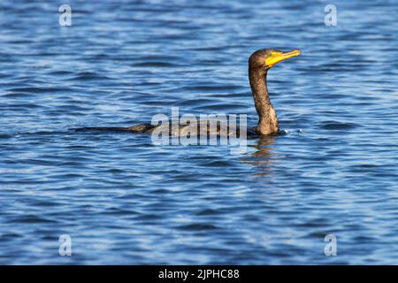 Kormoran mit Doppelcrestbeuten (Nannopterum auritum), Hafen von Siuslaw Marina, Florence, Oregon Stockfoto