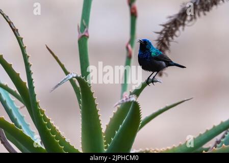 Der palästinensische Sonnenvögel (Cinnyris osea), Männchen, der sich von roten Blumen ernährt, israelischer palästinensischer Nektar Stockfoto