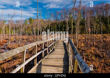 Bridge Leading the Marsh, Calvert Cliffs State Park, Maryland, USA, Maryland Stockfoto