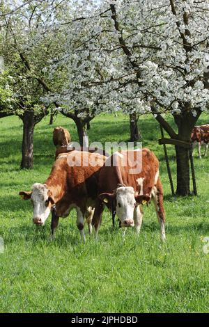 Herde von Kühen grasen in einem blühenden Obstgarten mit Apfel-und Birnenbaum Blumen - eine umweltfreundliche Art der Landwirtschaft Stockfoto