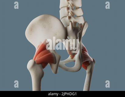 Anatomie des Hüftgelenks, einschließlich Bänder und Muskelanhaftungen. Stockfoto