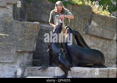 Wien, Österreich. Fütterung der Mähne (Otaria byronia) im Tiergarten Schönbrunn Stockfoto