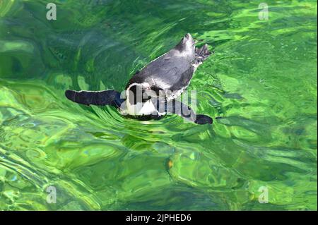 Wien, Österreich. Humboldt-Pinguin (Spheniscus humboldti) im Tiergarten Schönbrunn Stockfoto