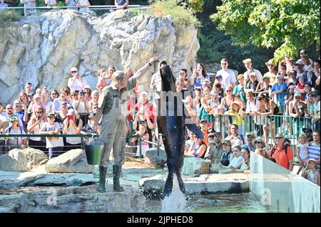 Wien, Österreich. Fütterung der Mähne (Otaria byronia) im Tiergarten Schönbrunn Stockfoto