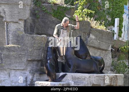 Wien, Österreich. Fütterung der Mähne (Otaria byronia) im Tiergarten Schönbrunn Stockfoto