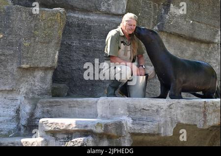 Wien, Österreich. Fütterung der Mähne (Otaria byronia) im Tiergarten Schönbrunn Stockfoto