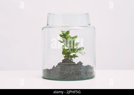 Pflanze wächst in Glastopf, isoliert auf weiß Stockfoto