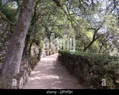 (C) Denis TRASFI/MAXPPP - à Vézac le 08-08-2022 - Les jardins de Marqueyssac - Allée dans le jardin Stockfoto