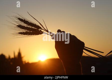 Silhouette eines Mannes, der unter Sonnenuntergang Weizenohren hält. Konzept der Lebensmittelkrise. Stockfoto