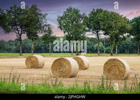 Landschaft mit Rollen gepressten gelben Stroh nach dem Schneiden und Dreschen des Getreides bereit für den Transport vor dem Hintergrund der warmen Farben der übrig Stockfoto