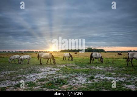 Landschaft bei Sonnenuntergang mit einer Herde wilder Konik-Pferde in Eextveld in der niederländischen Provinz Drenthe mit einem Hintergrund von warmen Farben, die die Sonne untergehen Stockfoto