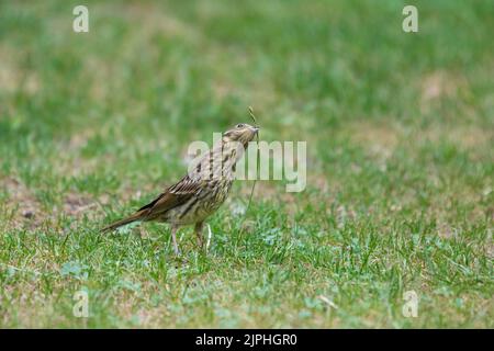 Nahaufnahme der Maispfälle, Emberiza calandra, auch bekannt durch ihr Synonym Miliaria calandra, die sich mit den Samen auf einem reifen Grashalm ernährt Stockfoto