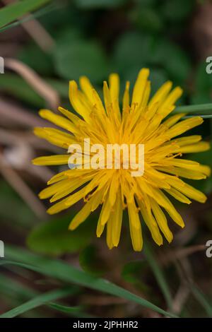 Eine vertikale, flache Fokusaufnahme von gelbem Gelbkandelion im Garten Stockfoto