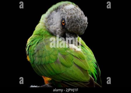 Nahaufnahme eines senegalesischen Papageien (Poicephalus senegalus), der sein Gefieder aufbrütet Stockfoto