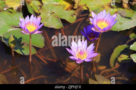 Eine Gruppe von wunderschönen violetten Lotusblumen, die in einem Teich mit selektivem Fokus blühen Stockfoto