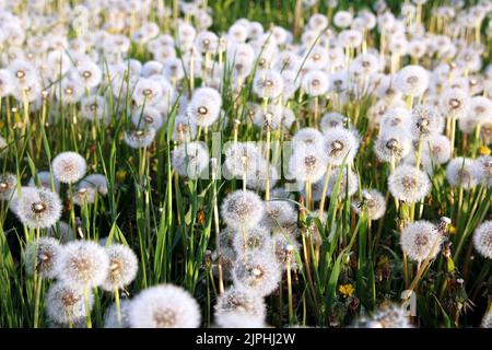 Löwenzahn, löwenzahn, löwenzahn, löwenzahn Stockfoto