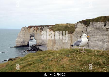 Küste, Heringsmöwe, normandie, larus argentatus, Küsten, Heringsmöwen, Normandien Stockfoto