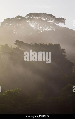 Panamalandschaft mit feuchtem und nebligen Regenwald bei Sonnenaufgang im Soberania-Nationalpark, Provinz Colon, Republik Panama, Mittelamerika. Stockfoto