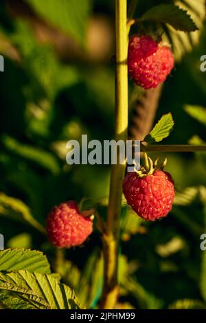 Vertikale Nahaufnahme einer Himbeer-Beere in der Morgensonne mit einem verschwommenen Hintergrund Stockfoto