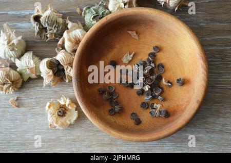 Sammeln von Hollyhock-Blumensamen aus getrockneten Samenschoten. Draufsicht auf Hollyhock-Samen in Holzschüssel Stockfoto