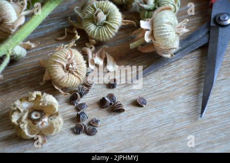 Sammeln von Hollyhock-Blumensamen aus getrockneten Blütenschoten Stockfoto