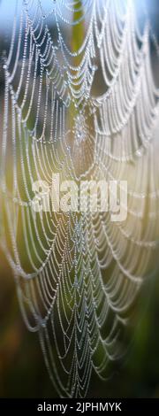 Spinnennetz mit Tautropfen in extremer Nahaufnahme Stockfoto