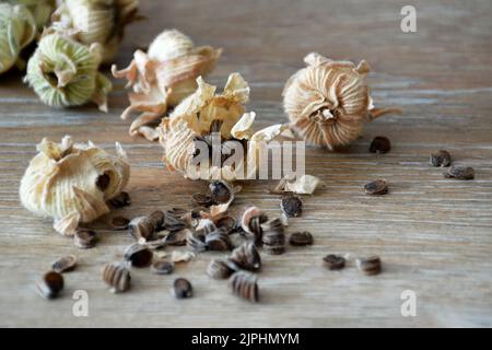 Sammeln von Hollyhock-Blumensamen aus getrockneten Samenschoten Stockfoto