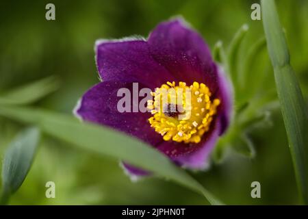 Im Frühjahr blüht Traumbrasen oder Pulsatilla-Patenen im Wald in den Bergen. Zarte, zerbrechliche Blüten in selektivem Fokus. Postkarte im Frühling Stockfoto