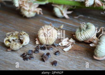 Nahaufnahme von Hollyhock-Samen und getrockneten Samenschoten Stockfoto