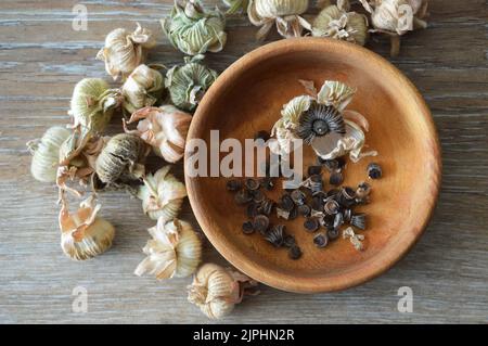 Draufsicht auf Hollyhock-Samen in Holzschüssel. Sammeln von Hollyhock-Blumensamen aus getrockneten Samenschoten Stockfoto