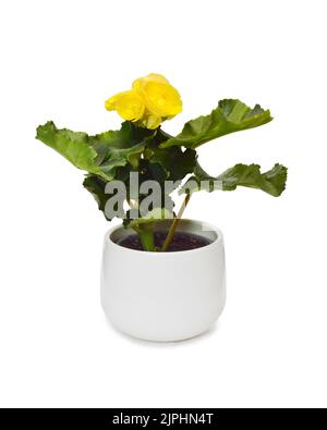 Gelbe Begonia-Pflanze im Blumentopf isoliert auf weißem Hintergrund Stockfoto