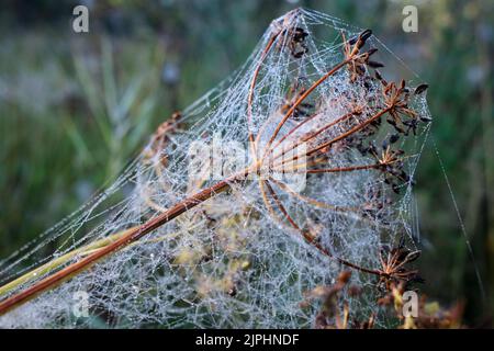 Die Fäden des Spinnennetzes, die die Pflanze in Nahaufnahme bedecken Stockfoto