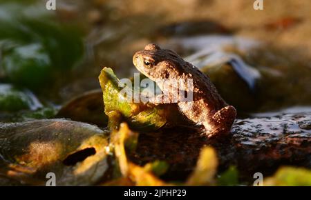 Eutin, Deutschland. 16. August 2022. 16.08.2022, Eutin. Ein junger Erdkrot (Bufo bufo) sitzt wenige Wochen nach der Ankunft an Land am Ufer des Kellersee bei Eutin in Holstein. Quelle: Wolfram Steinberg/dpa Quelle: Wolfram Steinberg/dpa/Alamy Live News Stockfoto