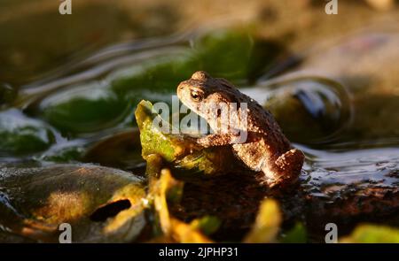 Eutin, Deutschland. 16. August 2022. 16.08.2022, Eutin. Ein junger Erdkrot (Bufo bufo) sitzt wenige Wochen nach der Ankunft an Land am Ufer des Kellersee bei Eutin in Holstein. Quelle: Wolfram Steinberg/dpa Quelle: Wolfram Steinberg/dpa/Alamy Live News Stockfoto