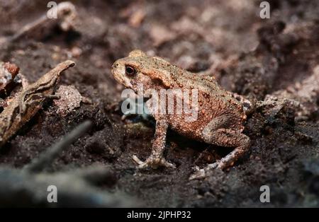 Eutin, Deutschland. 15. August 2022. 15.08.2022, Eutin. Wenige Wochen nach der Landung in der Nähe von Eutin in Holstein liegt ein junger Erdkrot (Bufo bufo) auf einem Waldweg am Kellersee. Quelle: Wolfram Steinberg/dpa Quelle: Wolfram Steinberg/dpa/Alamy Live News Stockfoto