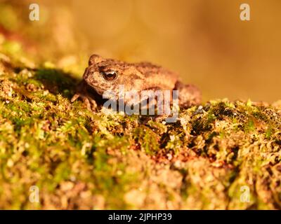 Eutin, Deutschland. 16. August 2022. 16.08.2022, Eutin. Wenige Wochen nach der Landung sitzt eine junge Erdkroete (Bufo bufo) auf einem moosigen Baumstumpf in einem Wald bei Kellersee bei Eutin in Holstein. Quelle: Wolfram Steinberg/dpa Quelle: Wolfram Steinberg/dpa/Alamy Live News Stockfoto