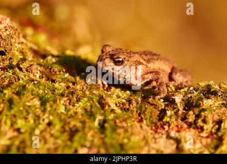 Eutin, Deutschland. 16. August 2022. 16.08.2022, Eutin. Wenige Wochen nach der Landung sitzt eine junge Erdkroete (Bufo bufo) auf einem moosigen Baumstumpf in einem Wald bei Kellersee bei Eutin in Holstein. Quelle: Wolfram Steinberg/dpa Quelle: Wolfram Steinberg/dpa/Alamy Live News Stockfoto