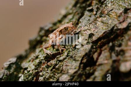 Eutin, Deutschland. 16. August 2022. 16.08.2022, Eutin. Ein junger Erdkrot (Bufo bufo) sitzt wenige Wochen nach seiner Ankunft an Land auf einem Baumstamm am Ufer des Kellersee bei Eutin in Holstein. Quelle: Wolfram Steinberg/dpa Quelle: Wolfram Steinberg/dpa/Alamy Live News Stockfoto