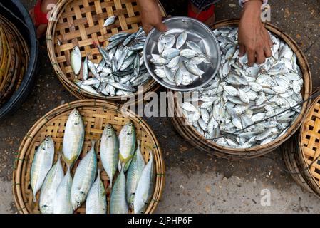 Körbe mit frischem Fisch auf dem Straßenmarkt Stockfoto