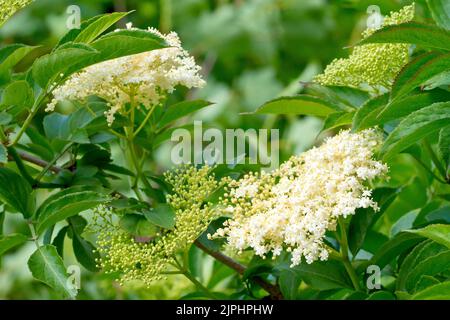 Holunder, Holunderblüte oder Holunderbeere (sambucus nigra), Nahaufnahme der Blätter, Blütenknospen und großen Sprays von weißen Blüten des Strauches im Frühjahr. Stockfoto