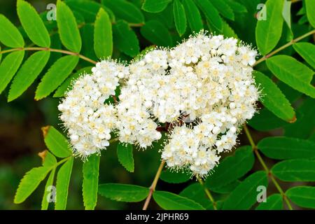 Rowan oder Bergeasche (sorbus aucuparia), Nahaufnahme eines einsamen Sprays weißer Blumen und der unverwechselbaren Blätter des Baumes. Stockfoto