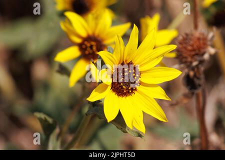 Gelb blühende Racemose strahlt Kopfblüten von Helianthus Annuus, Asteraceae, einheimischen einjährigen Kraut in den San Gabriel Mountains, Frühling. Stockfoto