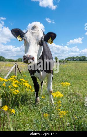 Neugierige gefleckte Kuh steht auf einer Wiese mit gelben Frühlingsblumen und langem Gras in holland unter blauem Himmel Stockfoto